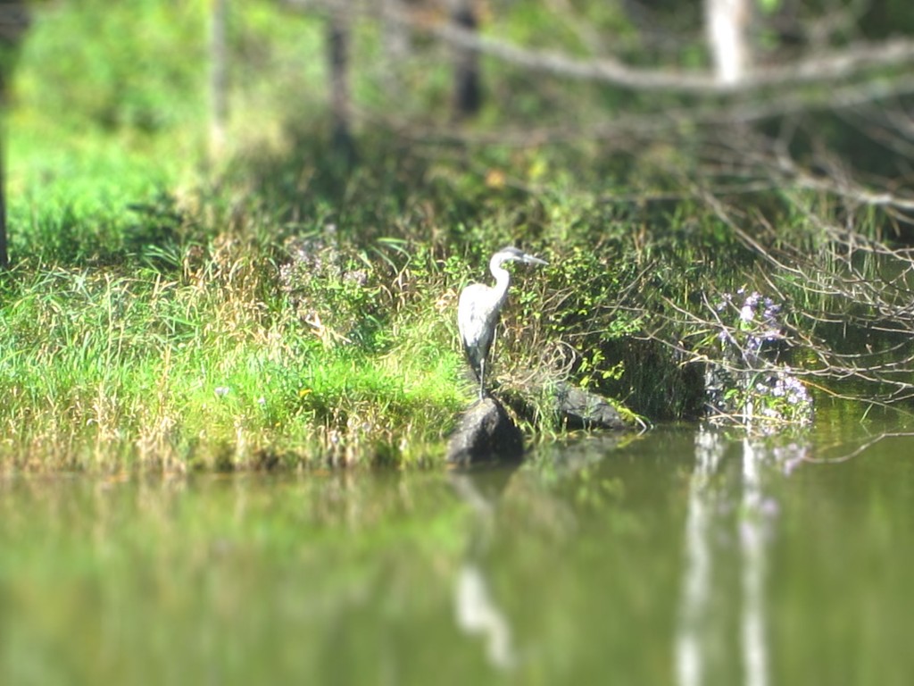 heron on the rocks